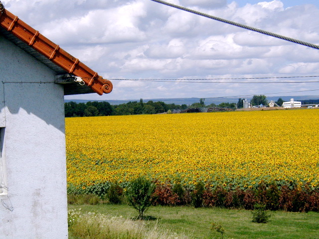 035Sunflowers
