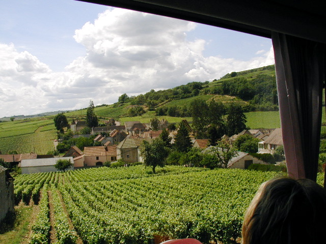 040SantenayVineyard