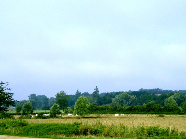 008Cows
