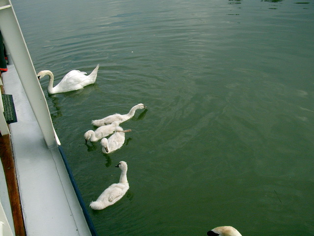 078Swans1