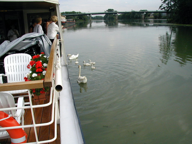 081Swans4