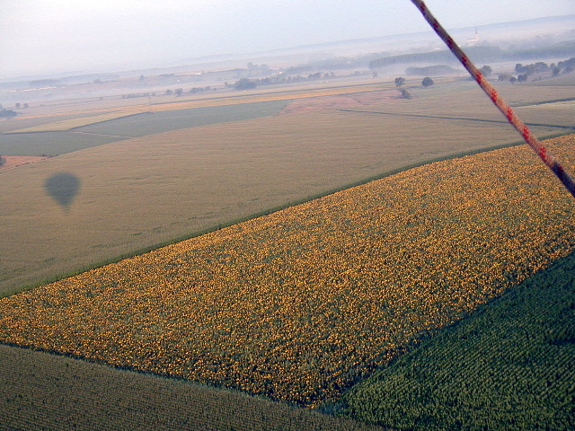 093BaloonViewSunflowers