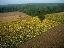 110BaloonViewSunflowers