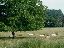 014Cows
