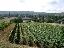 022SantenayVineyard