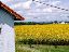 035Sunflowers