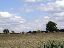 037Bales