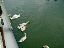 078Swans1