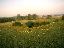 101BaloonViewGreenBeans